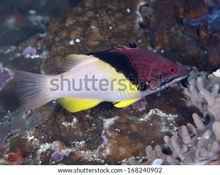 Splitlevel hogfish in Bohol sea, Phlippines Islands