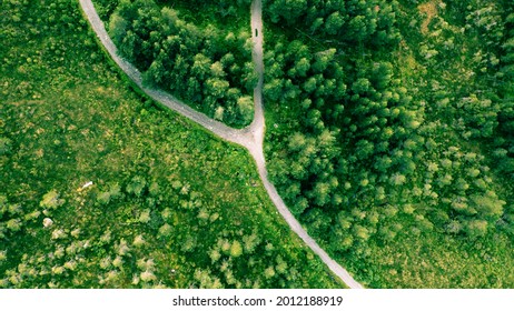 Splitting Path In The Woods