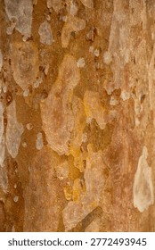 Splotchy Bark Pattern on a Tropical Tree