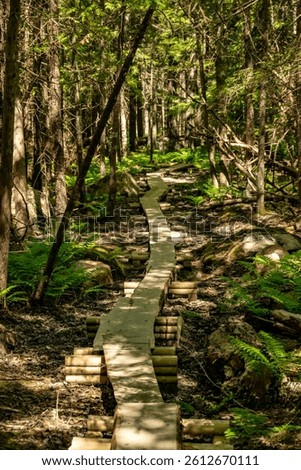 Splotchy Shadows Cover Boardwalk Through Thick Forest in Acadia National Park