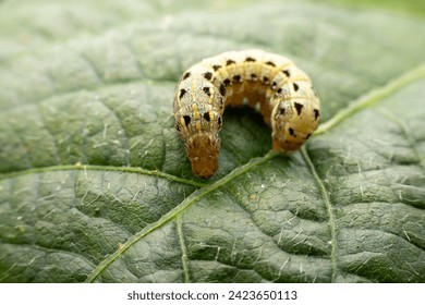 Spodoptera litura larva in the wild state 