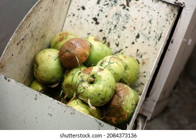 Spoiled Apples In A Garbage Chute, Indoor Close Up Image