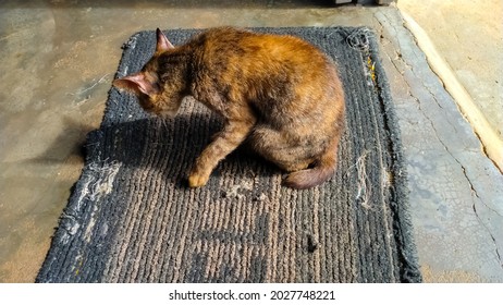 A Spoiled Cat Enjoys Sunbathing In Front Of The House