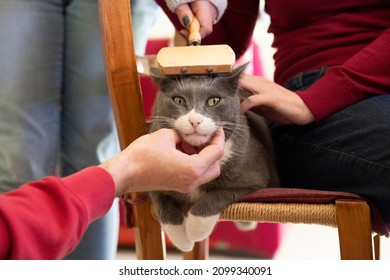 Spoiled Cat On A Chair Cuddled By Its Humans