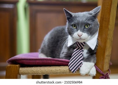 Spoiled Cat On A Chair Cuddled By Its Humans.