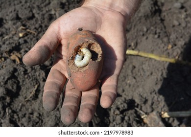 A Spoiled, Damaged By A Cocockchafer Larvae, Or A White Grub Potato. The Cockchafer, Colloquially Called Maybug, Or Doodlebug Larva On The Potato. 