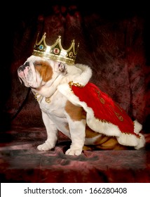 Spoiled Dog - English Bulldog Dressed Up Like A King - 4 Year Old Male