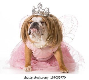 Spoiled Dog - English Bulldog Wearing Princess Costume