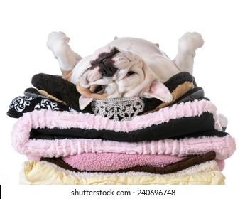 Spoiled Dog Laying On A Pile Of Soft Dog Beds Isolated On White Background - English Bulldog