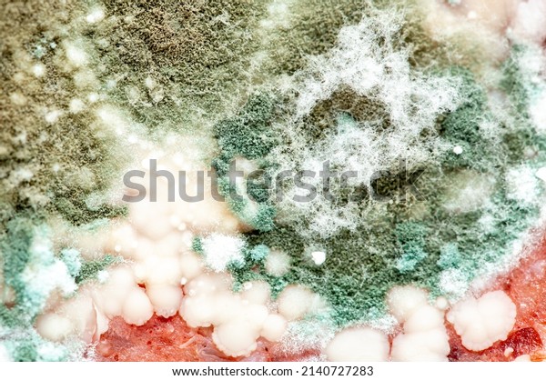 Spoiled
food, sausage and moldy cheese. Mold close-up macro. Moldy fungus
on food. Fluffy spores mold as a background or texture. Mold
fungus. Abstract background with copy
space.