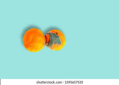 Spoiled mandarin on blue pastel background. Food concept, food poisoning, eating stale food. Moldy fruit, covered with green mold. Throwing out stale food.