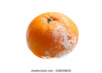 A Spoiled Orange On A White Background. Isolate Fruits And Vegetables. The Concept Of A Global Food Crisis