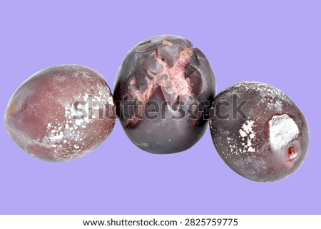 Spoiled plums are covered with mold spots. The fruit appears rotten and unfit for consumption.