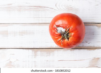 Spoiled Ugly Tomato With Mold, On A Light Wooden Background. Copy Space. Bad Food Shows Its Naturalness.