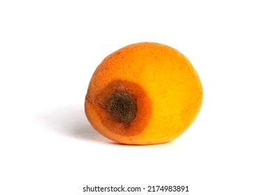 Spoilt apricot isolated on white background. Ugly fruit.