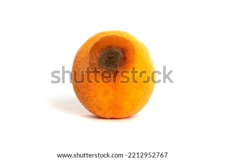 Spoilt apricot rotten isolated on white background. Ugly fruit.