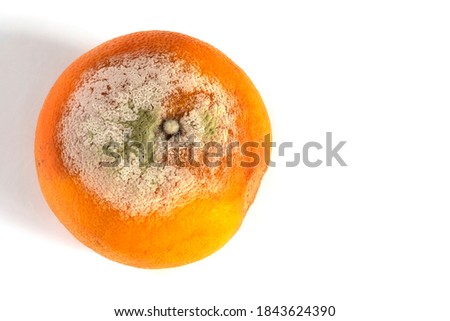 Spoilt grapefruit isolated on white background.