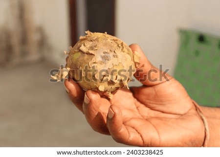 A spoilt Potato in the hand of a man, Closeup