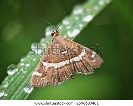 Spoladea recurvalis, the beet webworm moth or Hawaiian beet webworm moth, is a species of moth of the family Crambidae