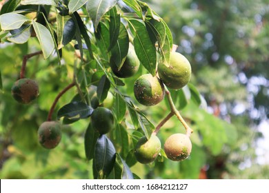 Spondias pinnata,Spondias pinnata (L.f.) Kurz. Green Olives Tree. close up view to olives. Greek olive grove detail. - Shutterstock ID 1684212127