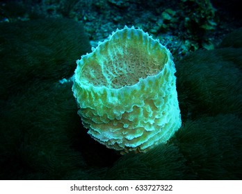 Sponge, Ambergris Caye, Belize 