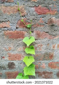 Sponge Gourd Or Luffa Plant Climbing On The Wall