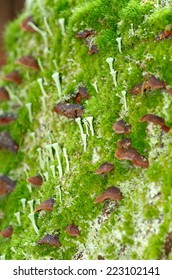 sponge in the moss 