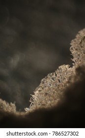 sponge under microscope. (selective focus) 