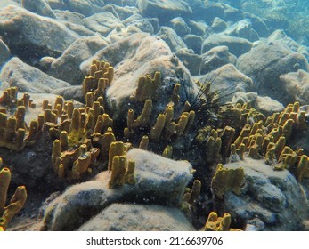 Sponges Are Animals Of The Phylum Porifera 