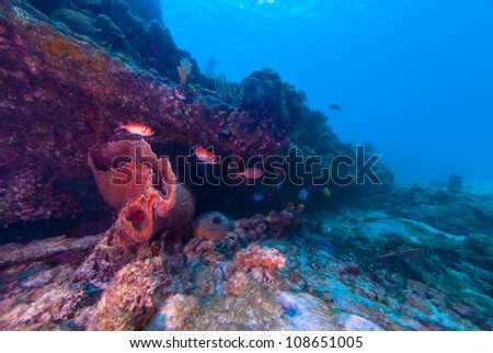 Sponges and black bar soldier fish along side the wreck of the Berwyn in Barbados