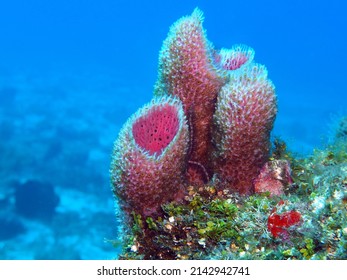 Sponges in Caribbean Sea near Cozumel Island, Mexico - Shutterstock ID 2142942741