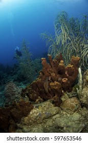 Sponges With Diver In Dominica