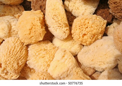 Sponges from the Mediterranean Sea