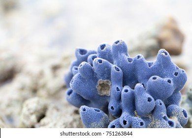 Sponges, The Members Of The Phylum Porifera For Education In Marine.