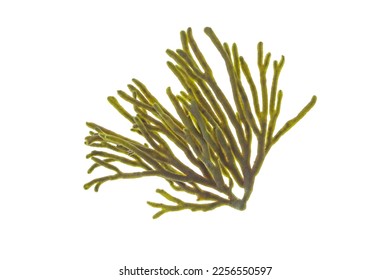Spongeweed seaweed or or codium tomentosum or velvet horn isolated on white. Green alga branch. - Shutterstock ID 2256550597