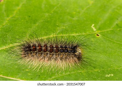 Spongy Moth Caterpillar (Lymantria Dispar Dispar)