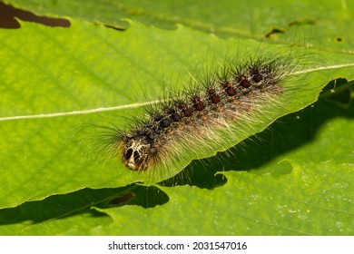 Spongy Moth Caterpillar (Lymantria dispar dispar)