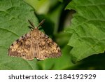 Spongy Moth - Lymantria dispar