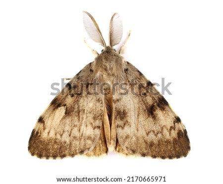 Spongy Moth (Lymantria dispar), isolate on white, top view