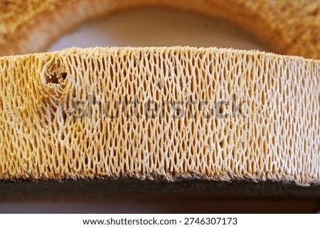SPONGY TEXTURE OF INNER PART OF TREE TRUNK