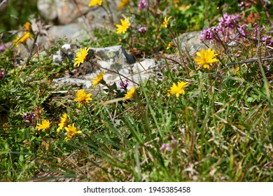 Spontaneous And Colorful Mountain Blooms With Insects In Spring