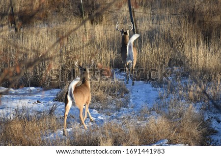 spooked whitetail deer in winter