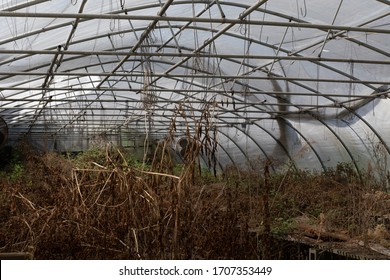 Spooky abandoned greenhouse with overgrown plants, mysterious space, horizontal aspect - Powered by Shutterstock