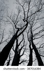 Spooky Abstract Black And White Tree Silhouette In Sunrise Time