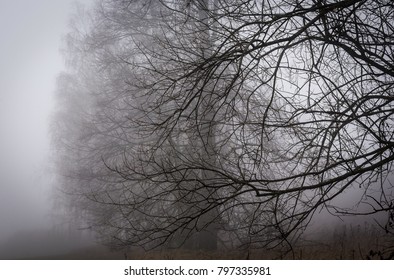spooky bare branches of trees emerging from the fog in autumn in the highlands