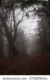 Spooky beech forest with twisted tree trunks and red fallen leaves in thick white fog. Mysterious woodland scene with gnarled branches creating a haunted and magical atmosphere during autumn.