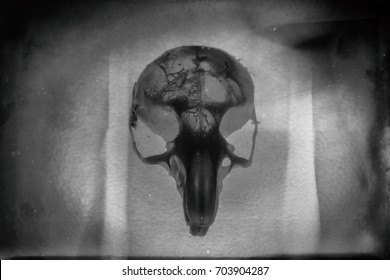 Spooky Black And White Image Of Rodent Mouse Skull