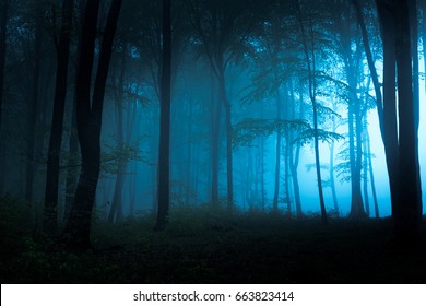 Spooky blue foggy forest