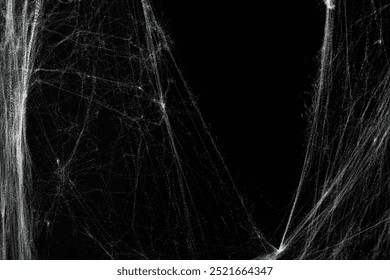 Spooky creepy cobweb spiders web covered a black background. Abstract halloween background. You can put mockup or copyspace for product here - Powered by Shutterstock