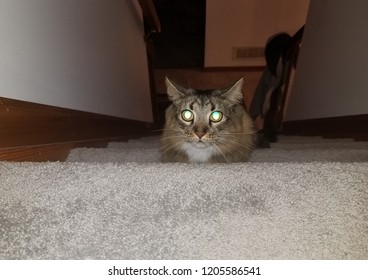 Spooky Cute Halloween Cat With Glowing Eyes Ready To Pounce